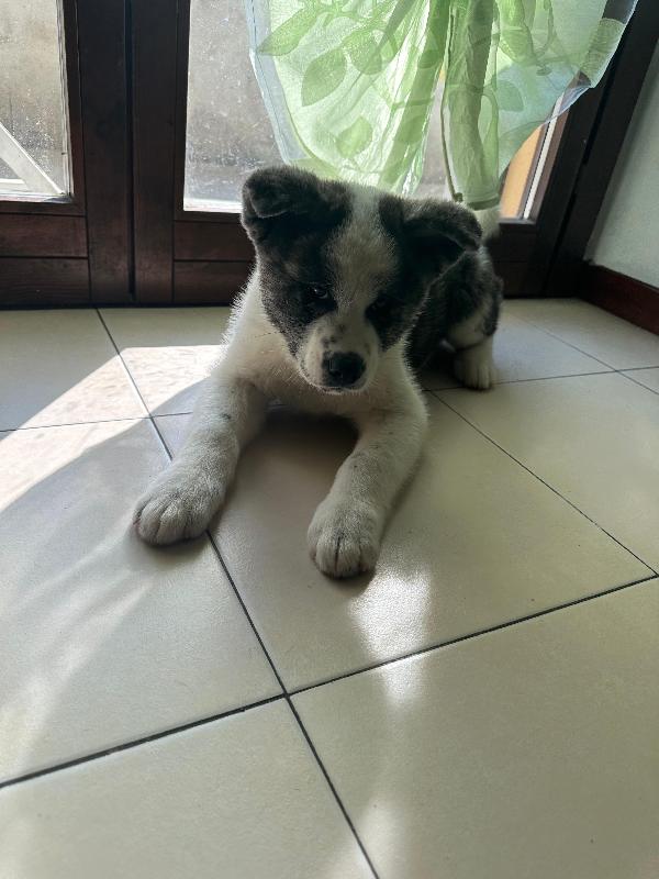 URGENTE cucciola di Akita - media 2
